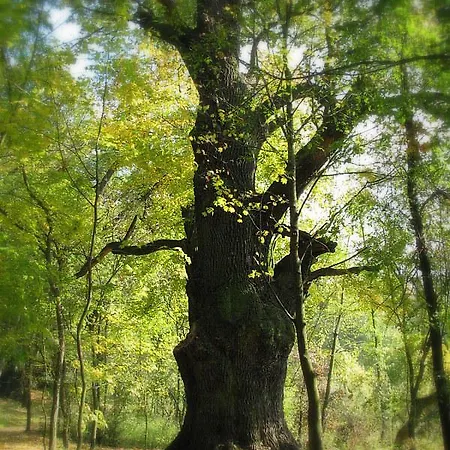 Palac W Witoslawiu Osrodek Apifitoterapii Apiherba